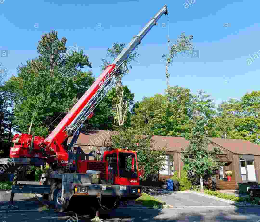 Crane moving tree