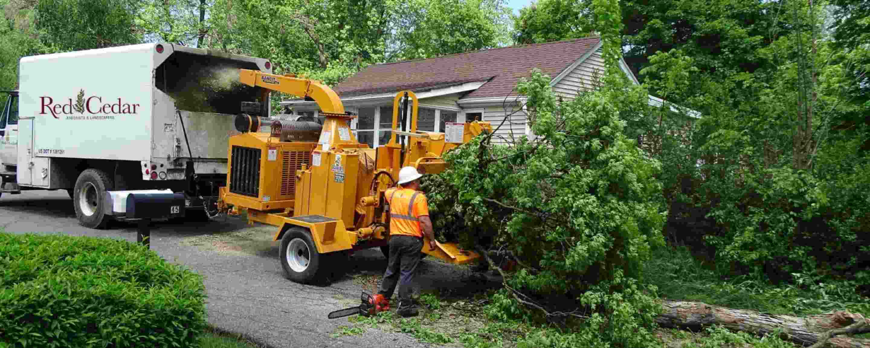 Tree crane removal