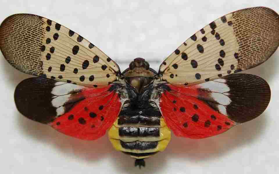 Spotted Lanternfly on leaf