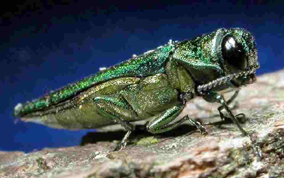 Emerald ash borer on leaf