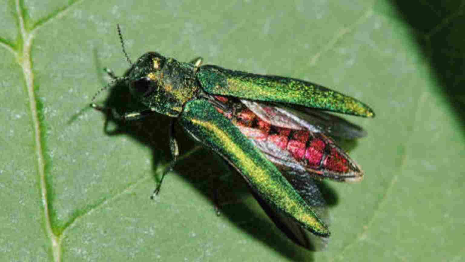 Emerald ash borer