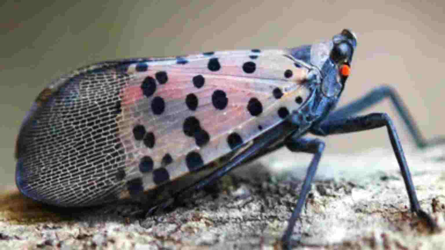 Spotted Lanternfly